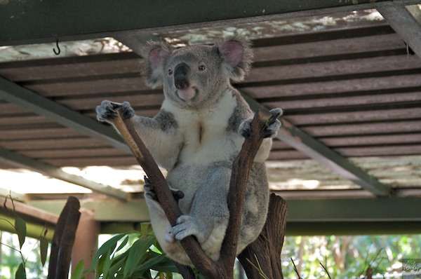 AustraliaEast 10  035